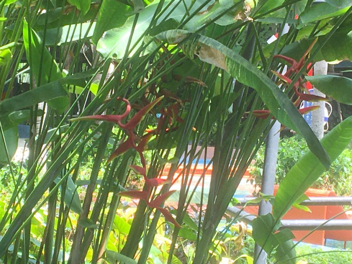 Pool Garden, In Unique La Habana - Hua Hin, Thailand מראה חיצוני תמונה